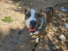 adoptable Dog in  named Aries (Courtesy)