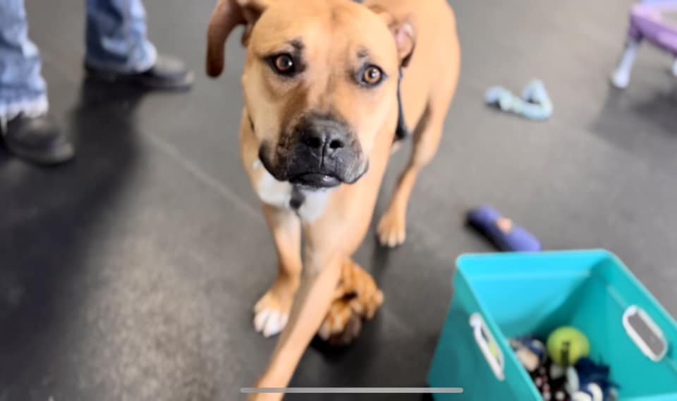 adoptable Dog in Aurora, CO named Kiwi (Courtesy)