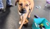 adoptable Dog in aurora, CO named Kiwi (Courtesy)
