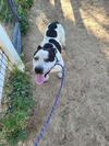 adoptable Dog in Aurora, CO named Freckles (Courtesy)