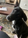 adoptable Dog in aurora, CO named Obi (Courtesy)