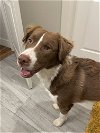 adoptable Dog in aurora, CO named Ollie (Courtesy)