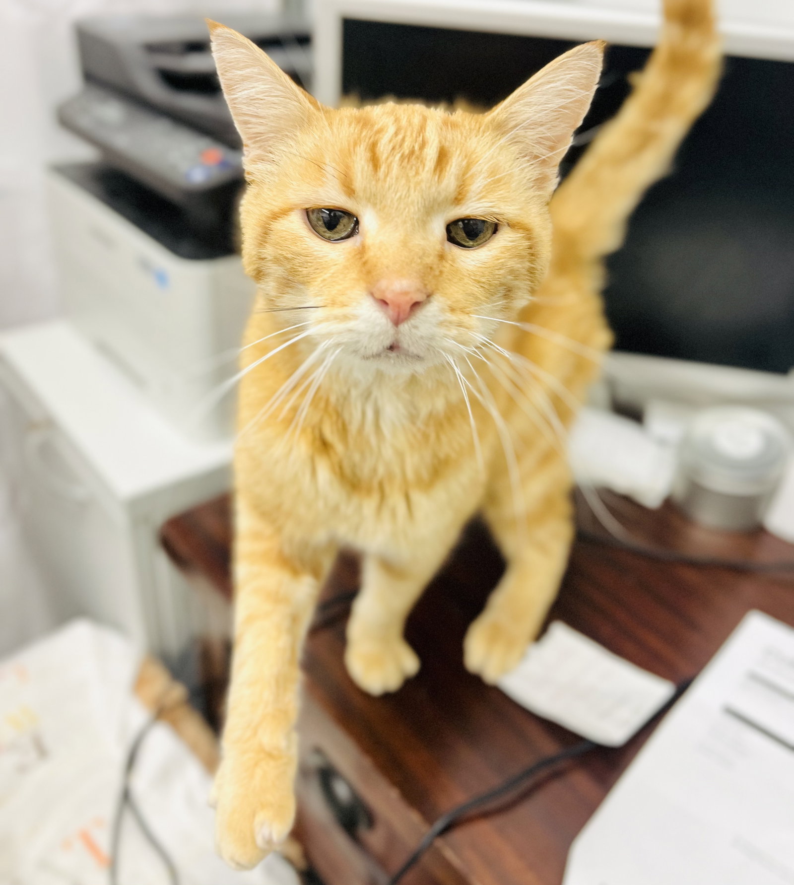 Cat adoption in Denver, CO 80224 Domestic Medium Hair / Tabby (medium coat) Cat "Cheeto"