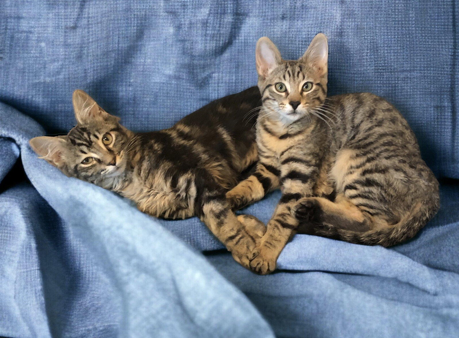 Cat adoption in Fort Collins, CO 80525 Domestic Medium Hair (medium