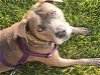 adoptable Dog in aurora, CO named Mocha (Courtesy)