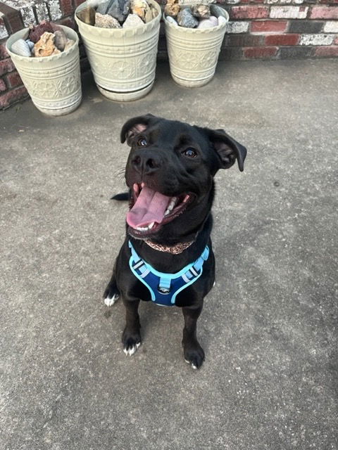 adoptable Dog in Aurora, CO named Tula (Courtesy)