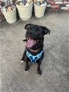 adoptable Dog in aurora, CO named Tula (Courtesy)