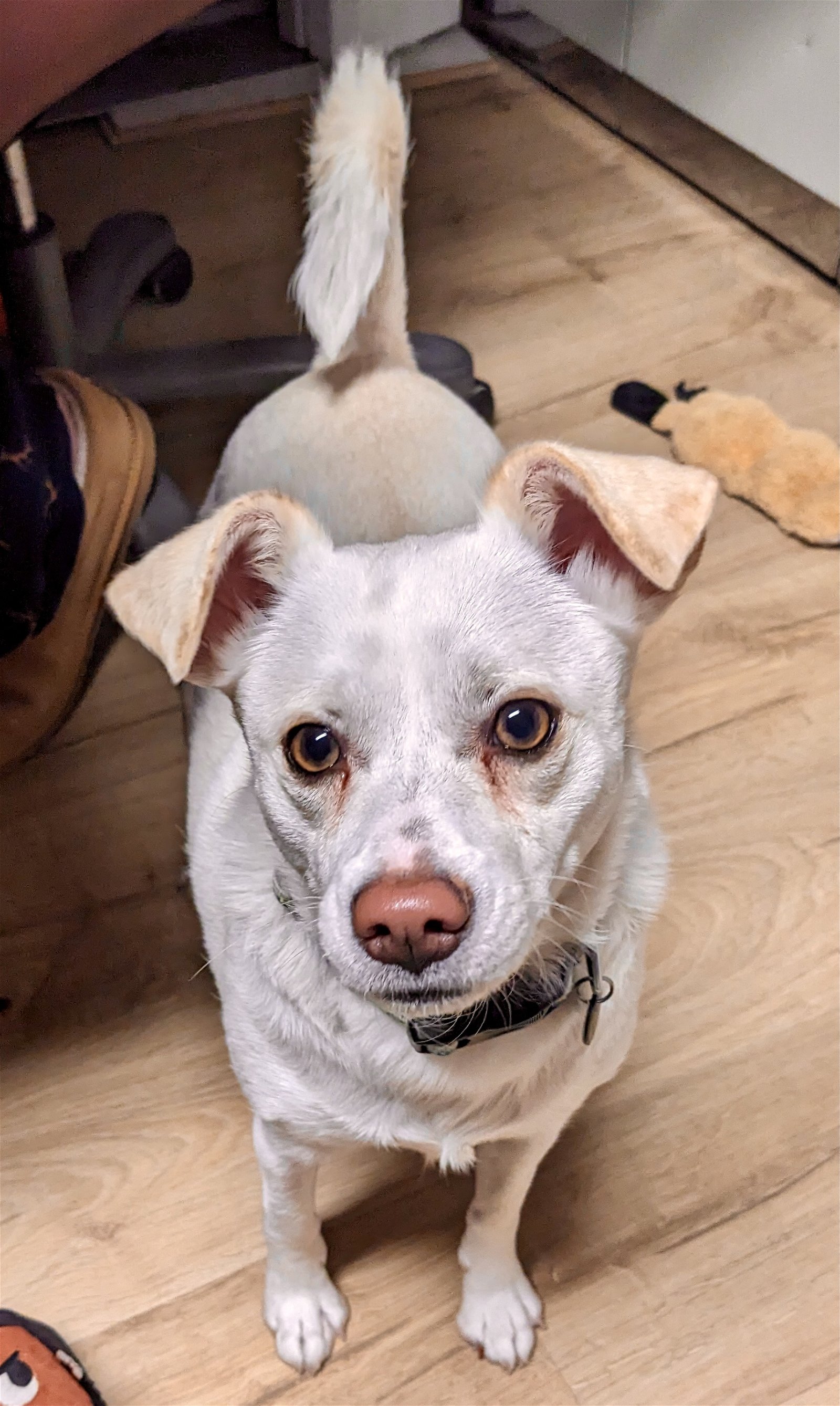 adoptable Dog in Aurora, CO named KLa