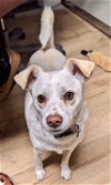 adoptable Dog in aurora, CO named KLa