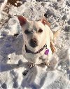 adoptable Dog in aurora, CO named Milky