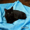 adoptable Cat in aurora, CO named Paulina