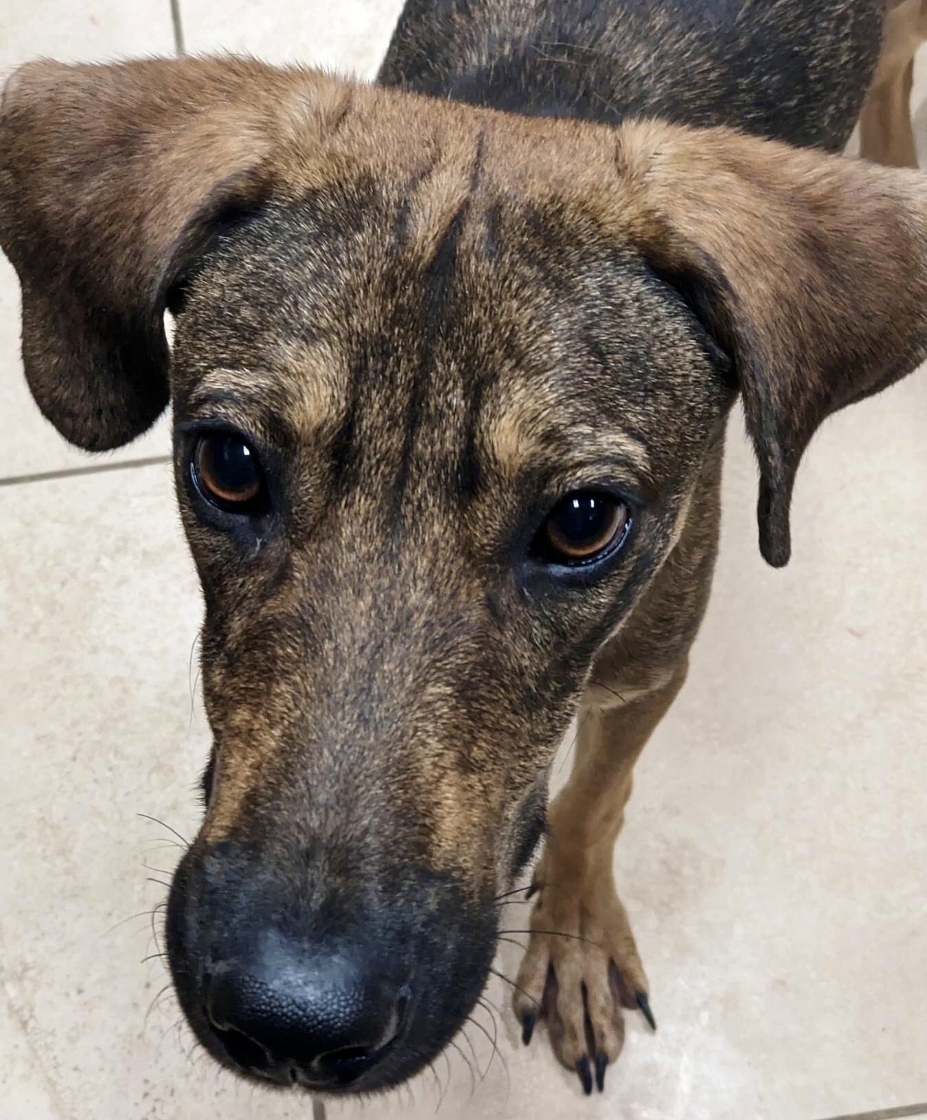 Dog for Adoption Jack, a in Nederland, CO Alpha Paw