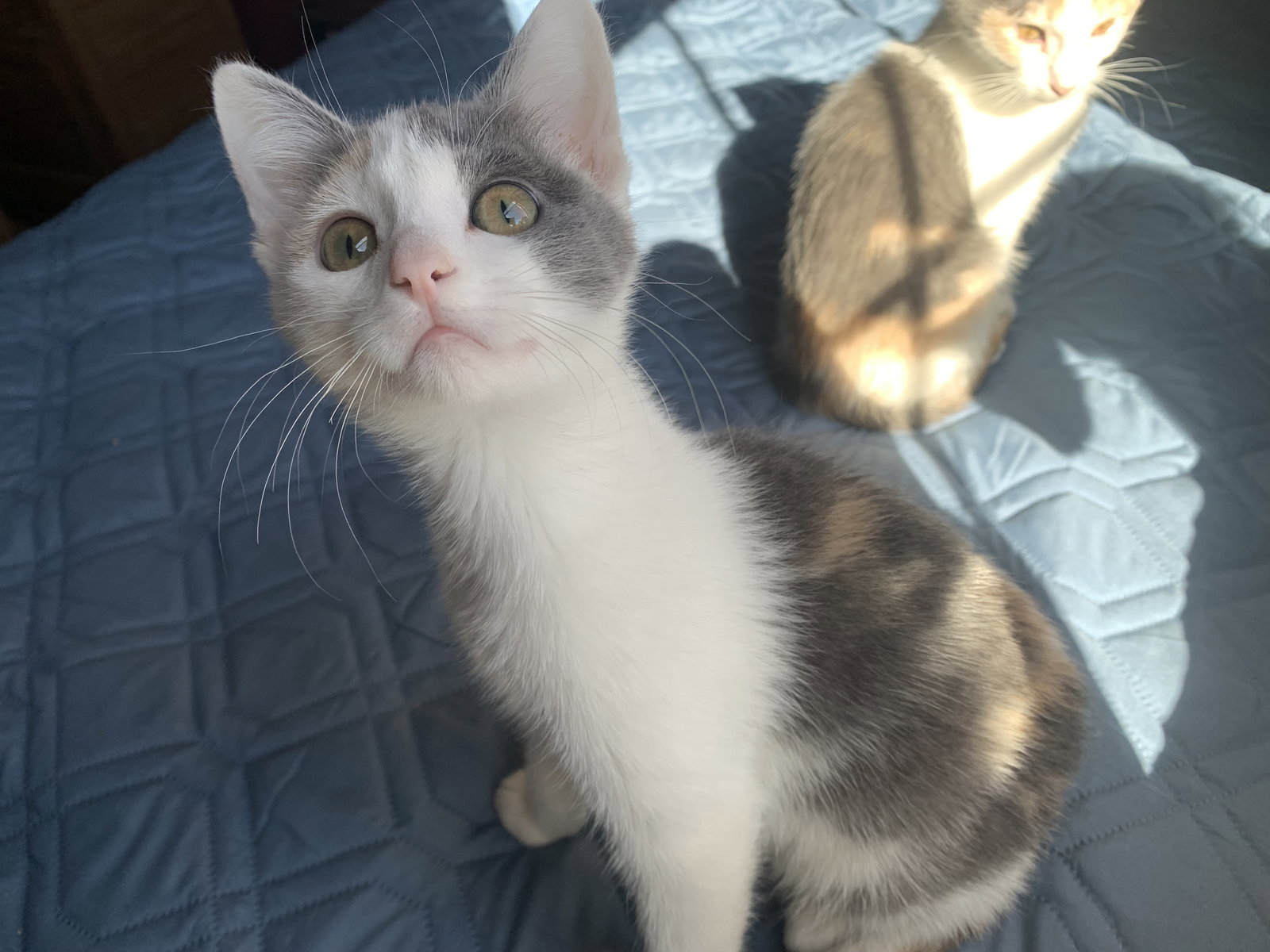 Cats for Adoption in Loveland, Colorado Alpha Paw