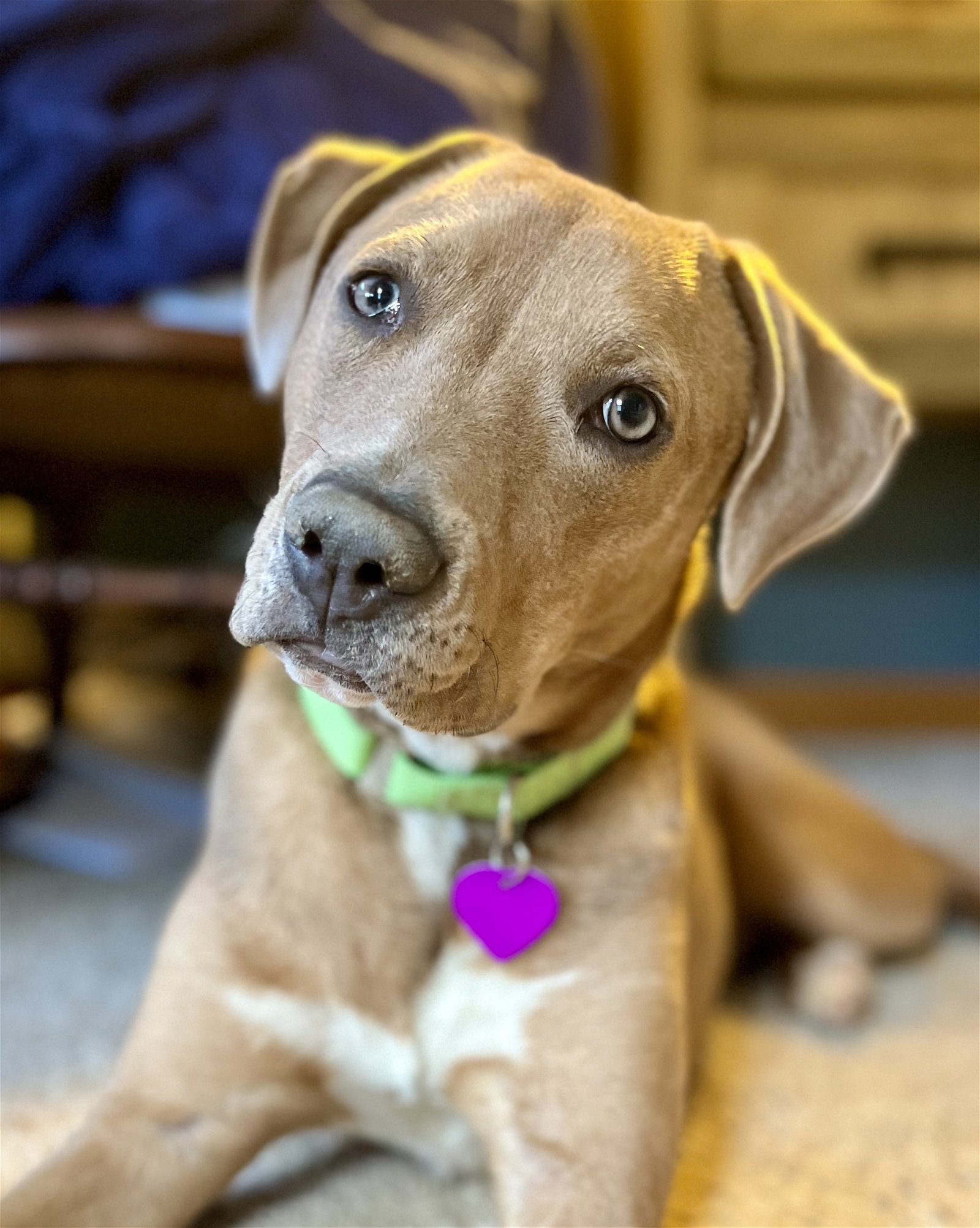 adoptable Dog in Aurora, CO named Canelo