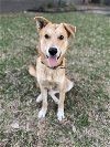 adoptable Dog in aurora, CO named Tucker