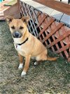 adoptable Dog in aurora, CO named Shenzi