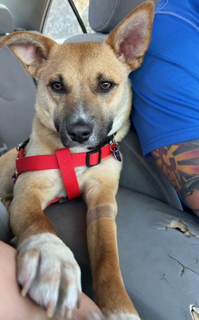 adoptable Dog in Aurora, CO named Shenzi