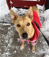 adoptable Dog in aurora, CO named Kola