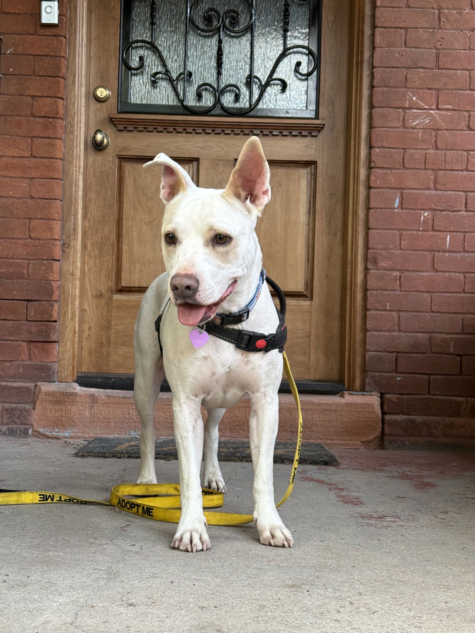 adoptable Dog in Aurora, CO named Lilah
