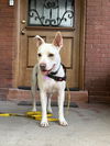adoptable Dog in  named Lilah