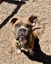 adoptable Dog in aurora, CO named Pete