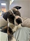 adoptable Dog in aurora, CO named Opal