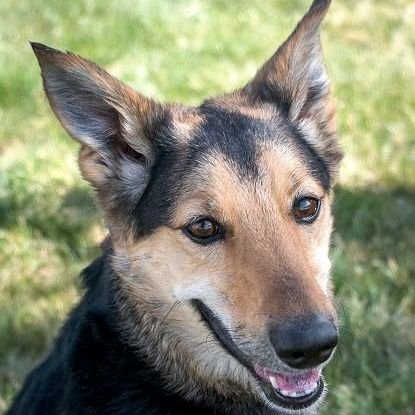 adoptable Dog in Aurora, CO named Ziva (Courtesy)