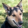 adoptable Dog in aurora, CO named Ziva (Courtesy)