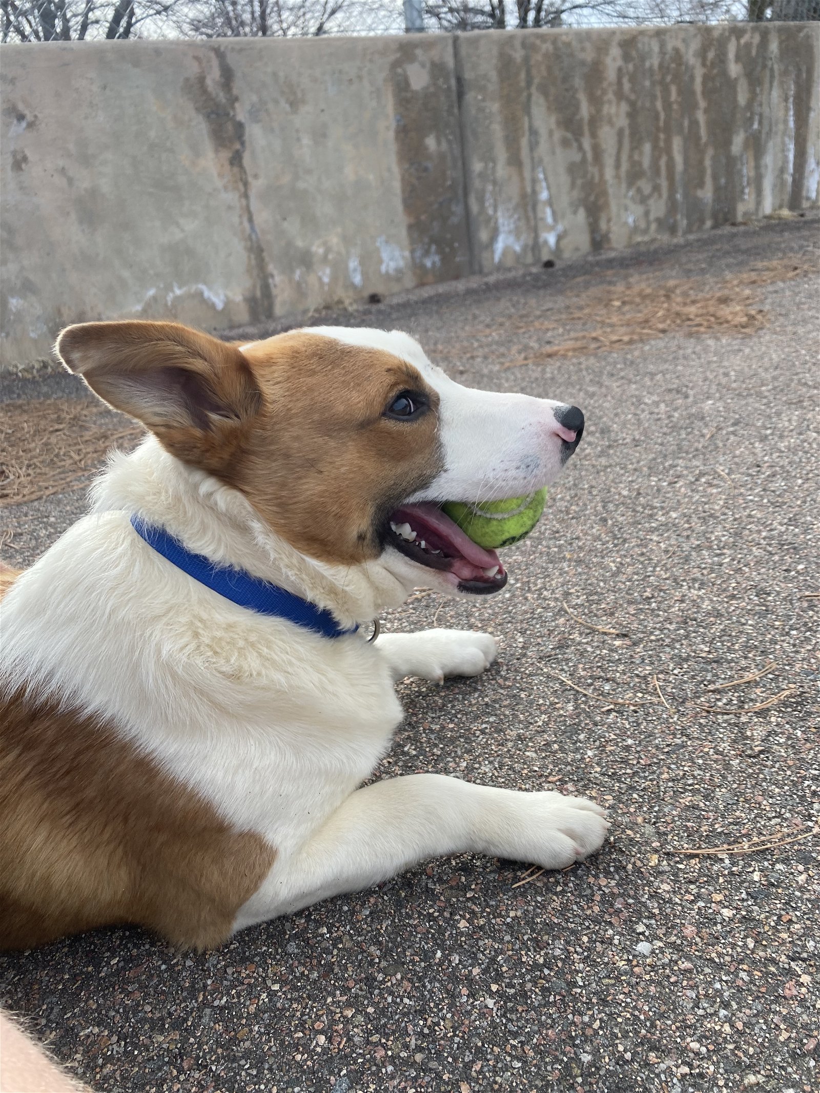 adoptable Dog in Aurora, CO named Rolly