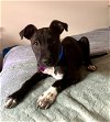 adoptable Dog in aurora, CO named Pepper