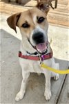 adoptable Dog in aurora, CO named Valentino