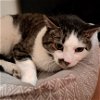 adoptable Cat in aurora, CO named Linus Lee