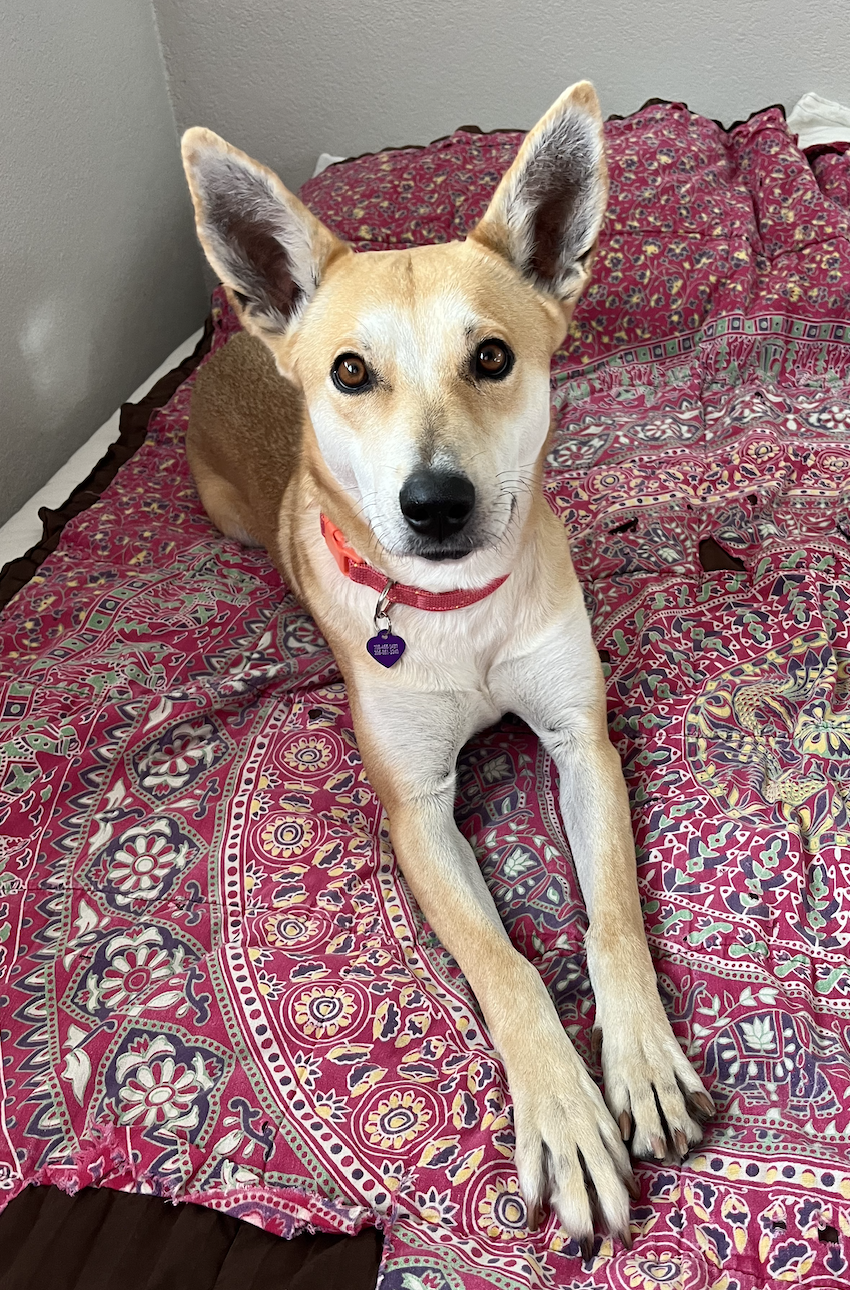 adoptable Dog in Aurora, CO named Alina