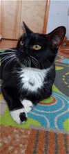 adoptable Cat in aurora, CO named Mama Bean