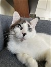 adoptable Cat in  named Chalupa