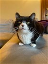 adoptable Cat in aurora, CO named Pipette