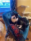 adoptable Cat in aurora, CO named Bunsen Burner