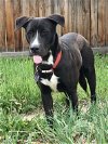 adoptable Dog in , CO named Nico