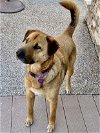 adoptable Dog in , CO named Scooby Doo
