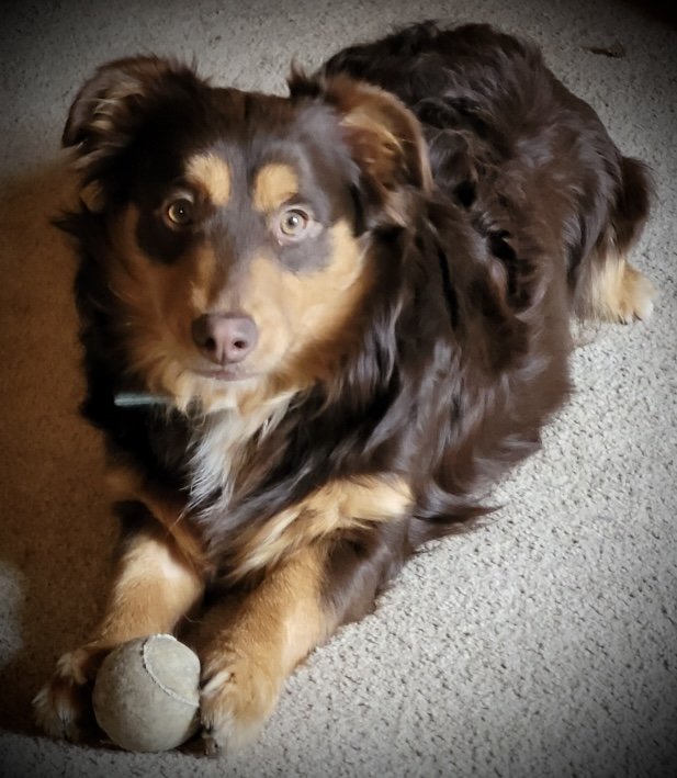 adoptable Dog in Aurora, CO named Hey Hey