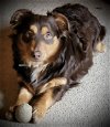 adoptable Dog in aurora, CO named Hey Hey