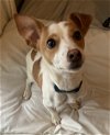 adoptable Dog in aurora, CO named Violet