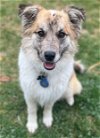 adoptable Dog in aurora, CO named Kaiser