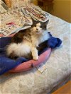 adoptable Cat in aurora, CO named Denali