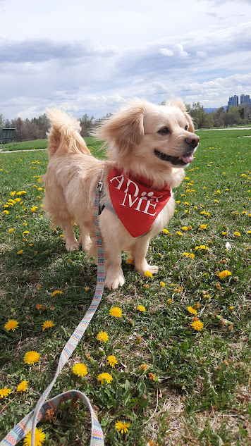 adoptable Dog in Aurora, CO named Evan