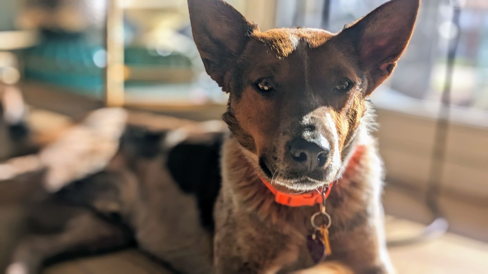 adoptable Dog in Aurora, CO named Boone