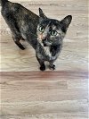 adoptable Cat in aurora, CO named Lilliana