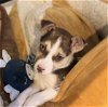 adoptable Dog in aurora, CO named Ellie