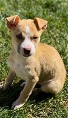 adoptable Dog in aurora, CO named Esme