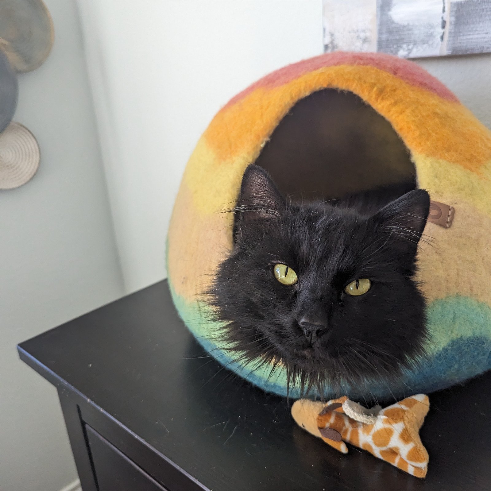 adoptable Cat in Aurora, CO named O'Malley